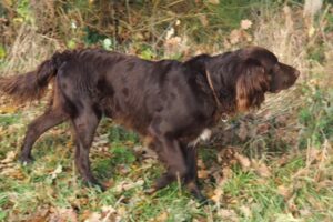 Lord II vom Huntetal, DGStB 76458