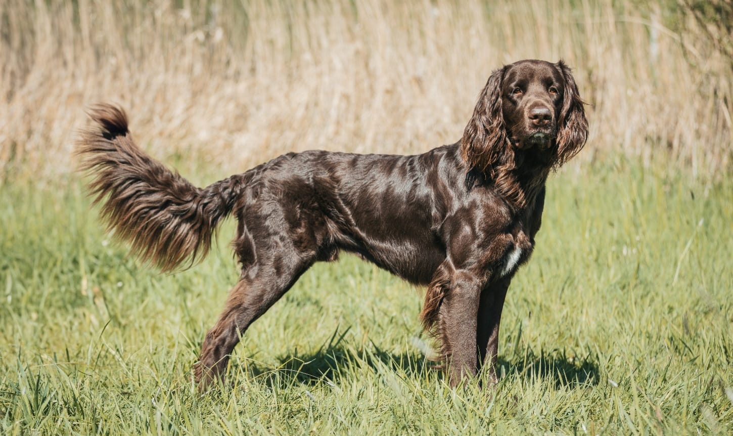 Gonzo vom Freijäger